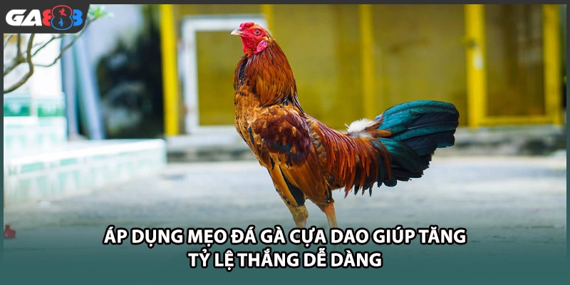 Áp dụng mẹo đá gà cựa dao giúp tăng tỷ lệ thắng dễ dàng tại GA888