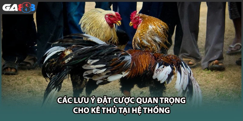 Các lưu ý đặt cược quan trọng cho kê thủ tại nhà cái GA888