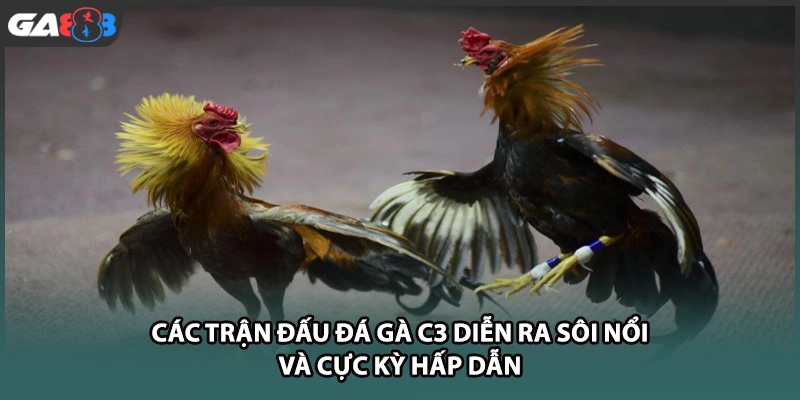 Các trận đấu đá gà C3 diễn ra sôi nổi và cực kỳ hấp dẫn tại GA888
