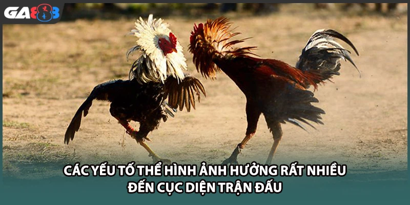 Các yếu tố thể hình ảnh hưởng rất nhiều đến cục diện trận đấu tại GA888
