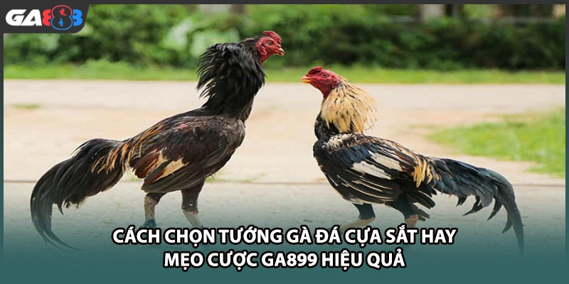Cách chọn tướng gà đá cựa sắt hay giúp kê thủ dễ dàng nhận diện thần kê bách thắng. Truy cập GA888 để học bí quyết và cá cược chuẩn xác nhất!