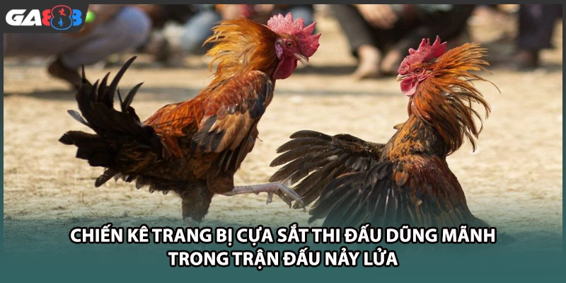 Chiến kê trang bị cựa sắt thi đấu dũng mãnh trong trận đấu nảy lửa tại nhà cái GA888
