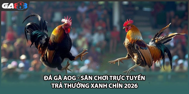 Đá gà AOG mang đến trải nghiệm cá cược trực tuyến đỉnh cao, cập nhật liên tục các trận đấu nảy lửa cùng tỷ lệ trả thưởng vô cùng hấp dẫn mỗi ngày tại GA888.