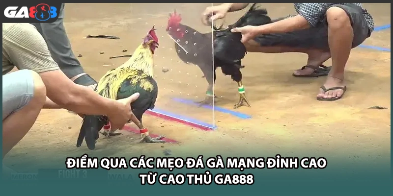 Điểm qua các mẹo đá gà mạng đỉnh cao từ cao thủ tại GA888