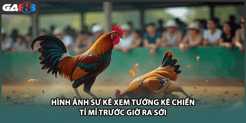 Hình ảnh sư kê xem tướng kê chiến tỉ mỉ trước giờ ra sới tại GA888