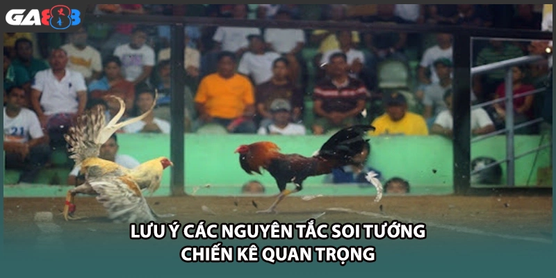 Lưu ý các nguyên tắc soi tướng chiến kê quan trọng tại GA888