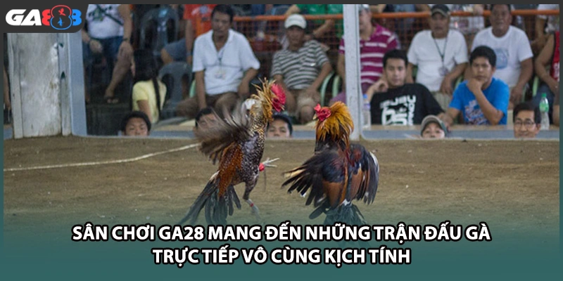 Sân chơi GA28 mang đến những trận đấu gà trực tiếp vô cùng kịch tính tại GA888
