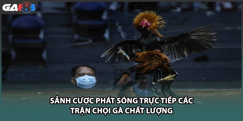 Sảnh cược phát sóng trực tiếp các trận chọi gà chất lượng tại GA888