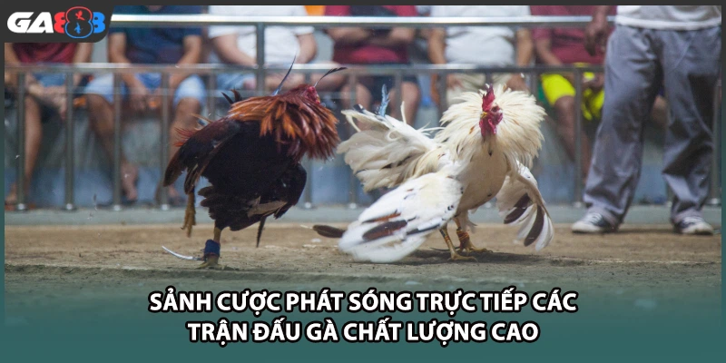 Sảnh cược phát sóng trực tiếp các trận đấu gà chất lượng cao tại nhà cái GA888