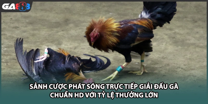 Sảnh cược phát sóng trực tiếp giải đấu gà chuẩn HD với tỷ lệ thưởng lớn tại nhà cái GA888