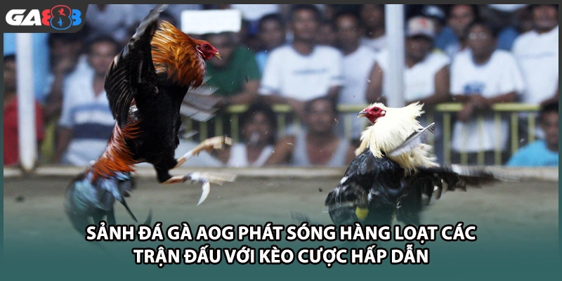 Sảnh đá gà AOG phát sóng hàng loạt các trận đấu với kèo cược hấp dẫn tại GA888