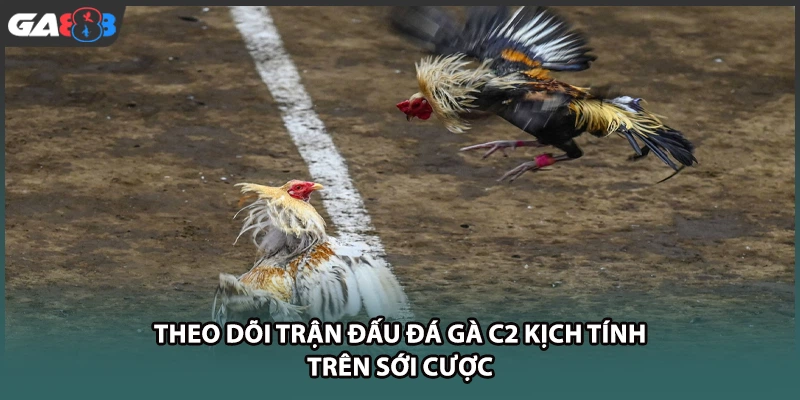 Theo dõi trận đấu đá gà C2 kịch tính trên sới cược tại nhà cái GA888